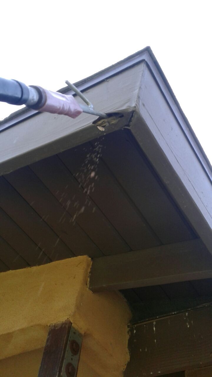 Drywood Termite Damage to Fascia