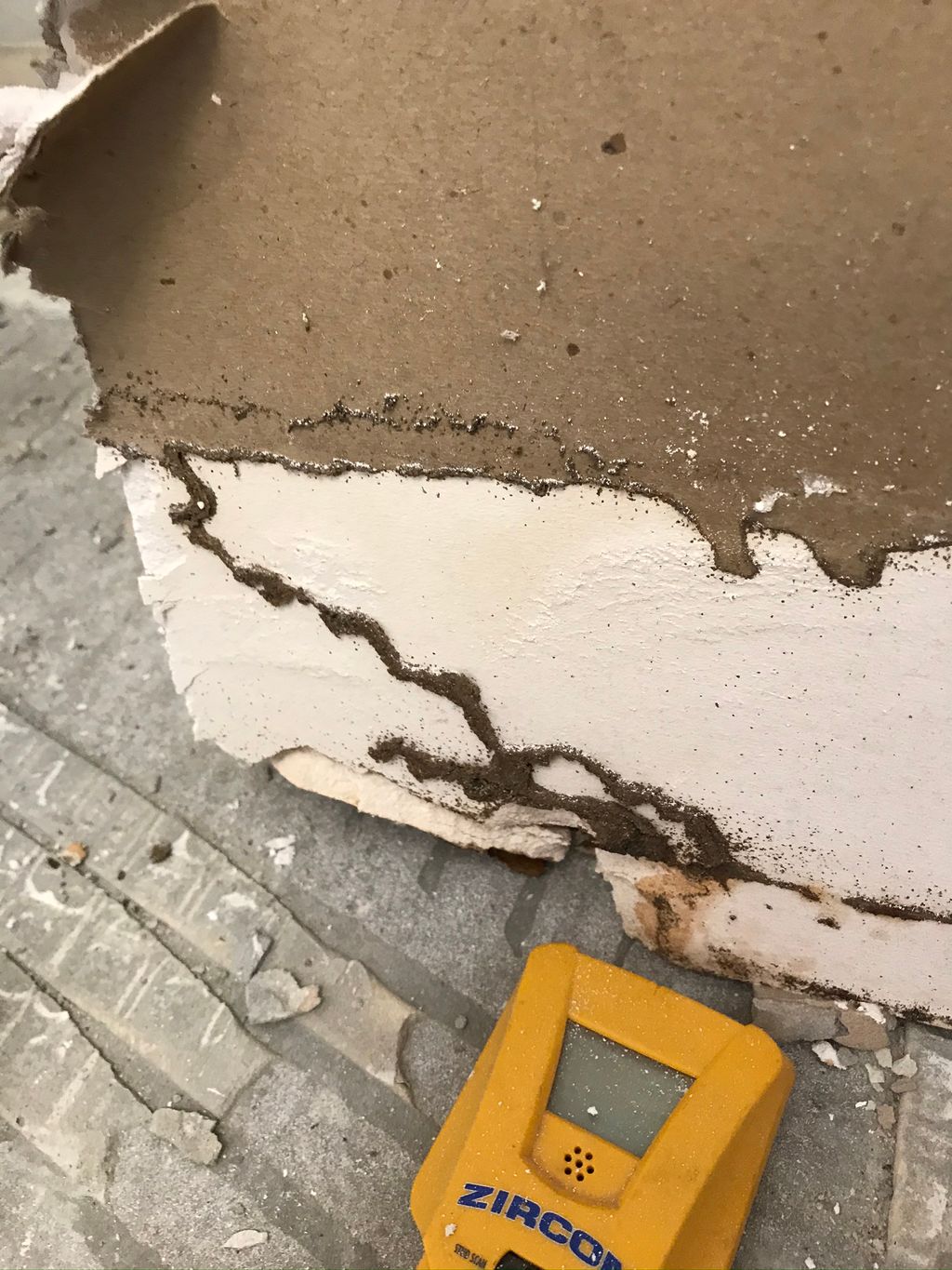 Subterranean Mud Tubes