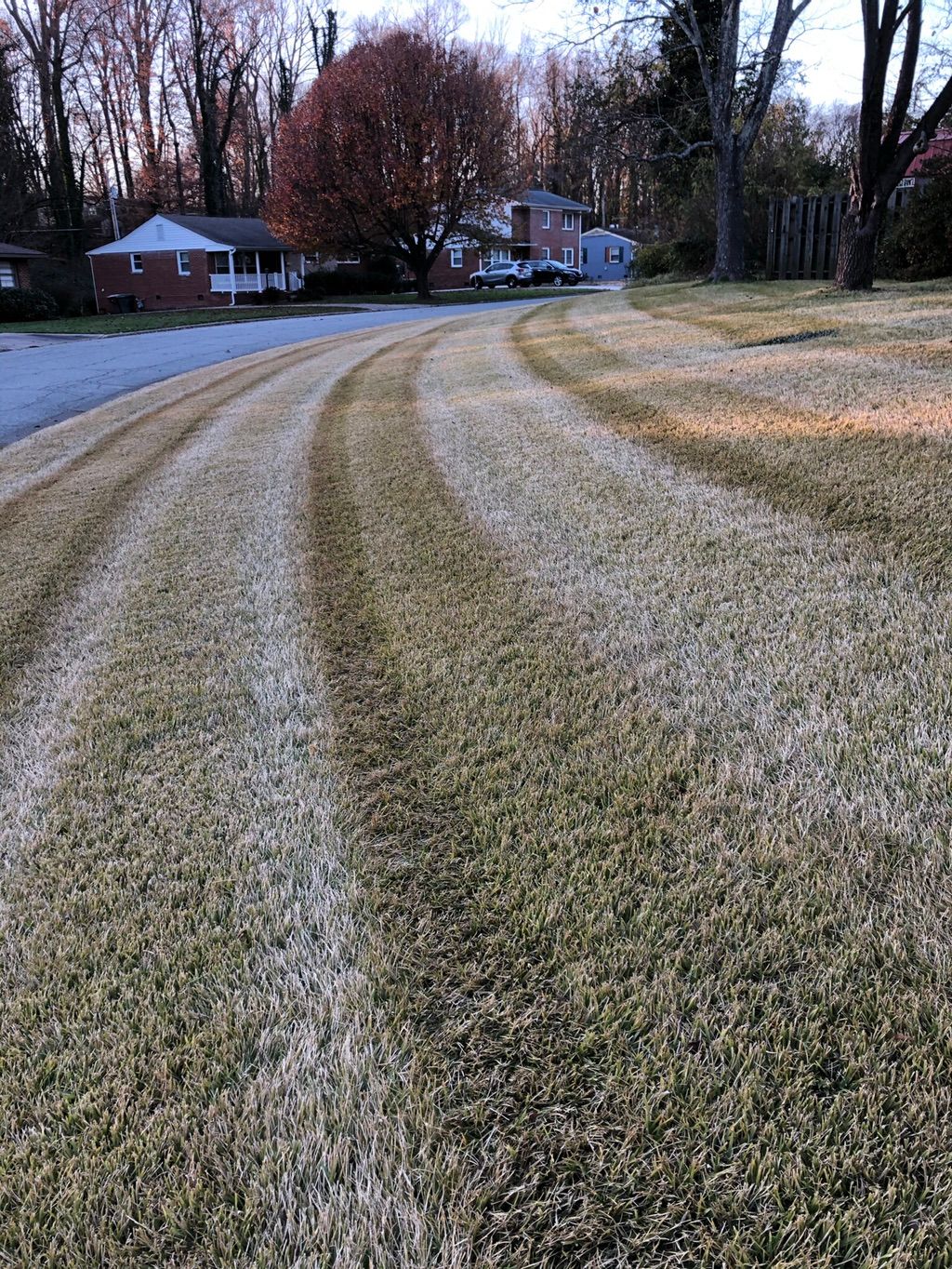 Leaf cleanup. Dec 2020