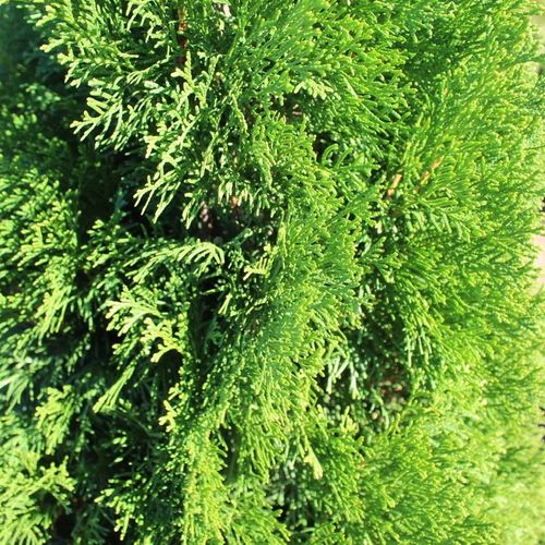I purchased beautiful arborvitae from Izzy's.  The