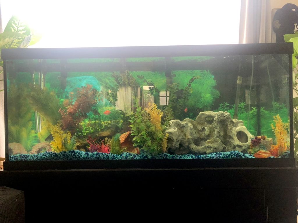 Customer photos