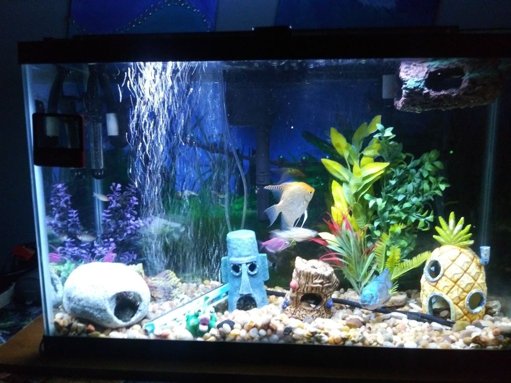 Customer photos