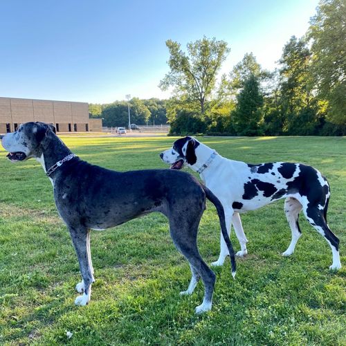 We have two great Danes and they look forward to g