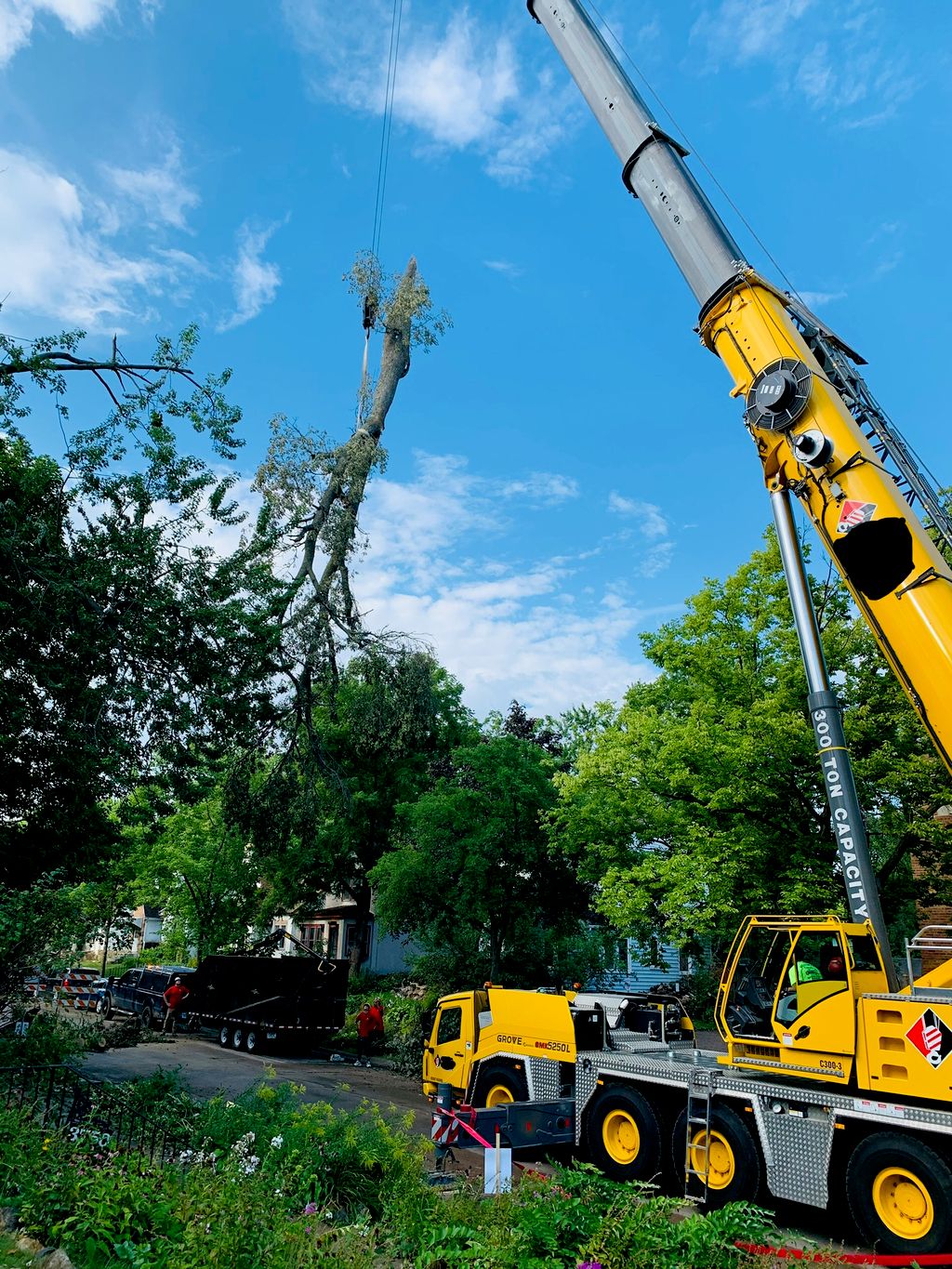 Tree Trimming and Removal