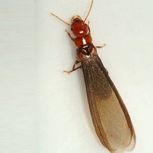 Drywood Termite Swarmer  (They are longer and have