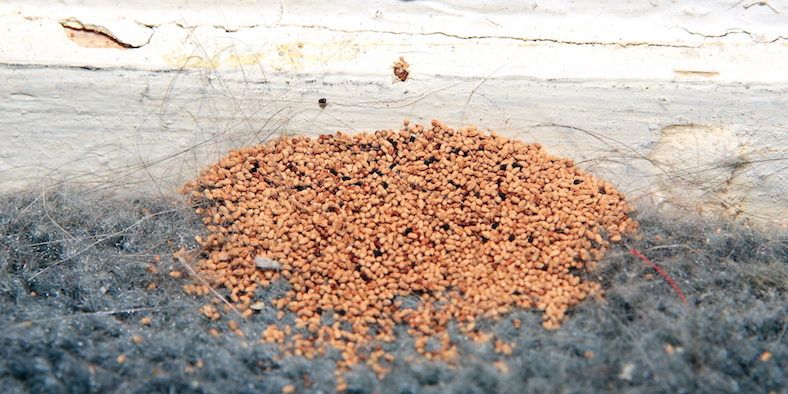 Drywood Termite Fecal Pellets