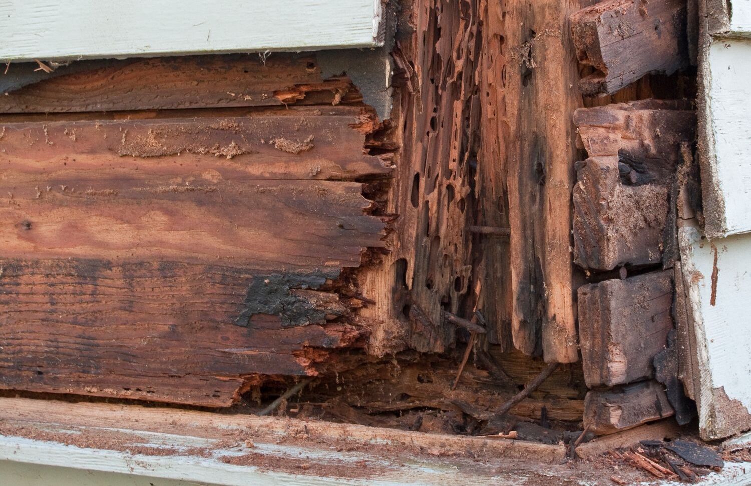 termite wood damage house