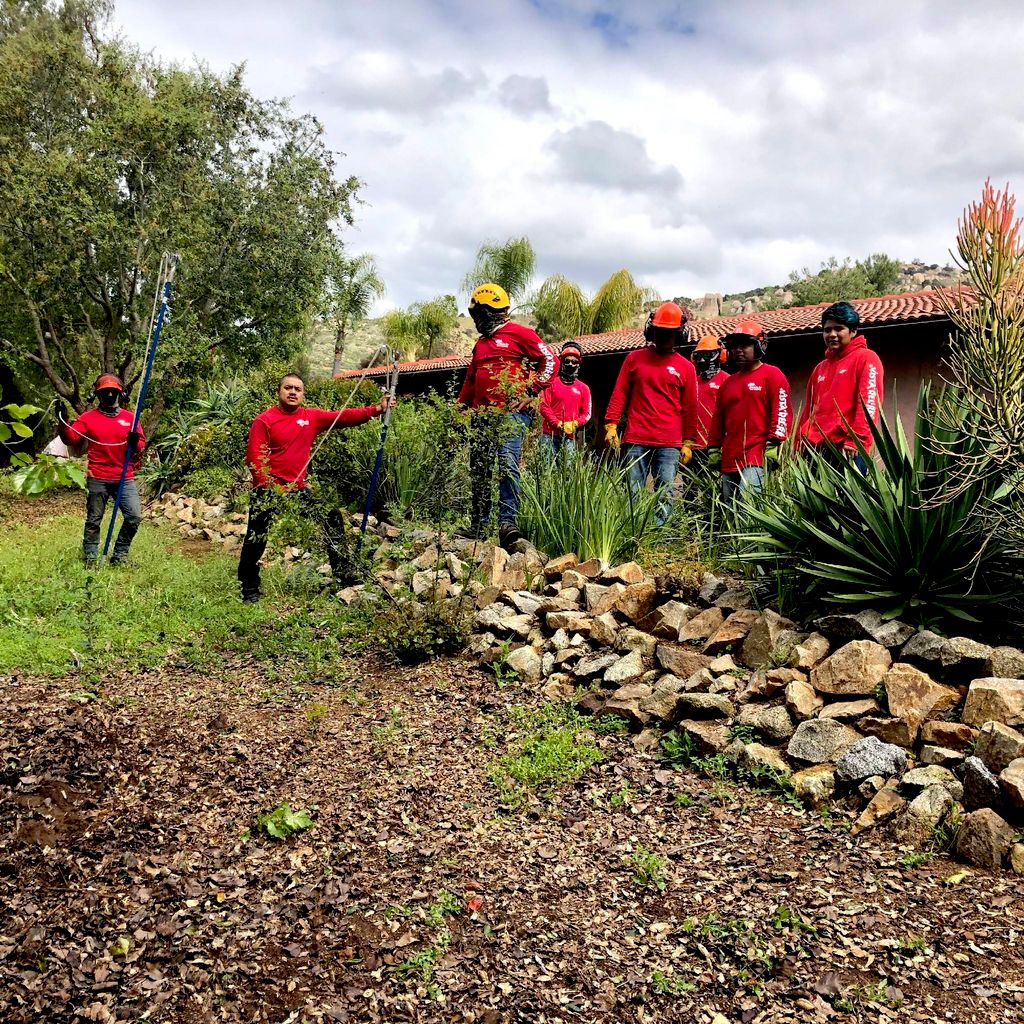 Vista Del Rey Tree Service