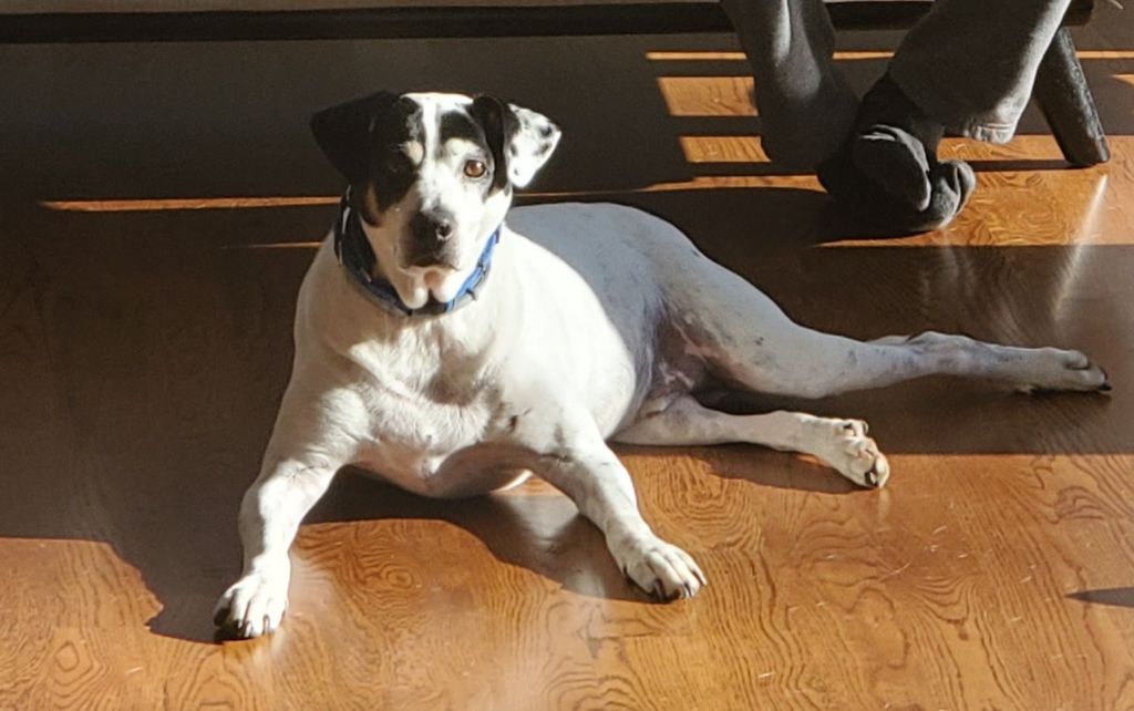 Buddy "The Professor" - Customer Service