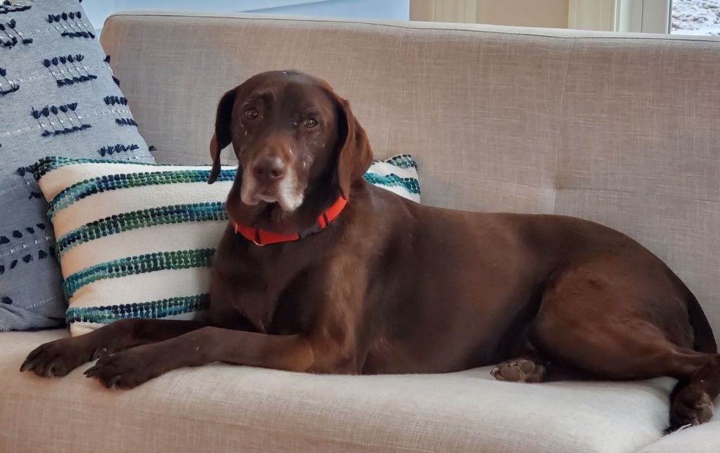Bailey- Customer Service
