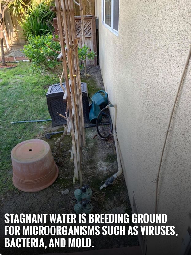  Stagnant water and damp material is a breeding gr