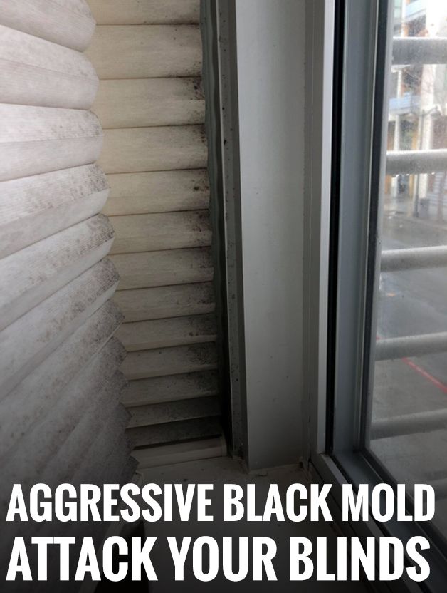 Black Mold