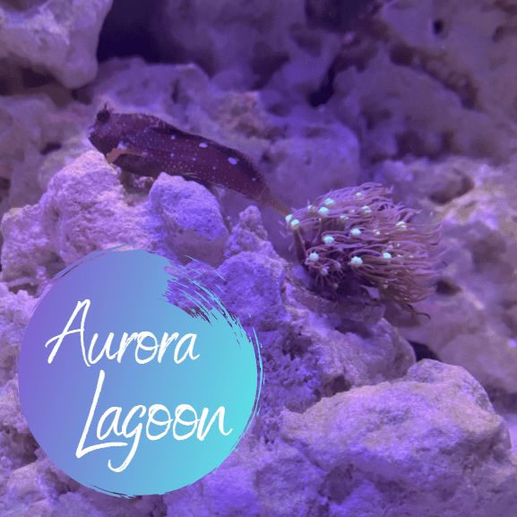 Aurora Lagoon, LLC