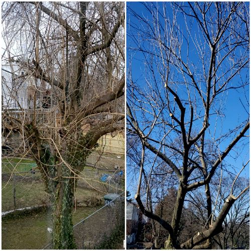 Knowledgeable and professional tree care experts w