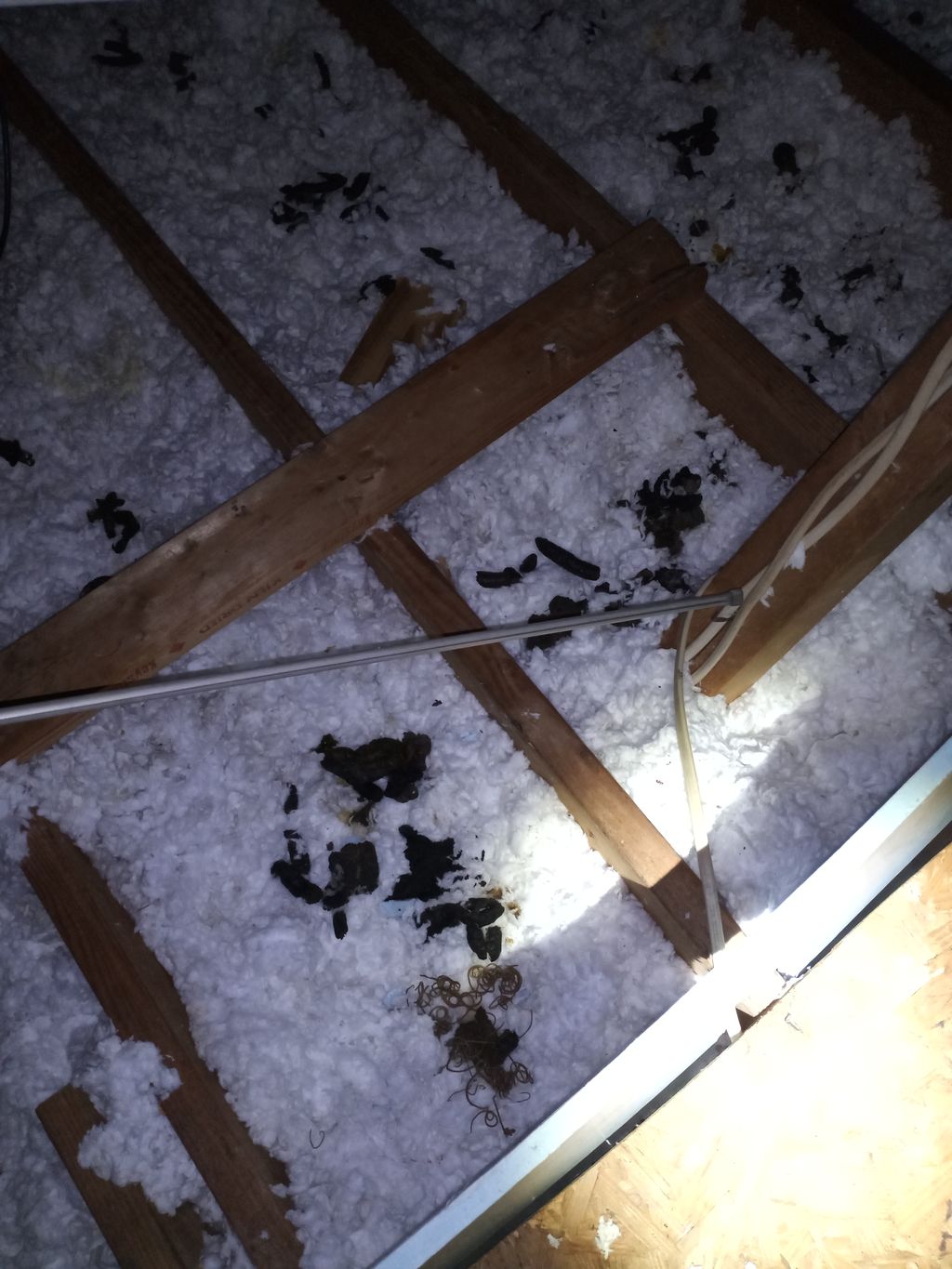 Raccoon droppings in attic