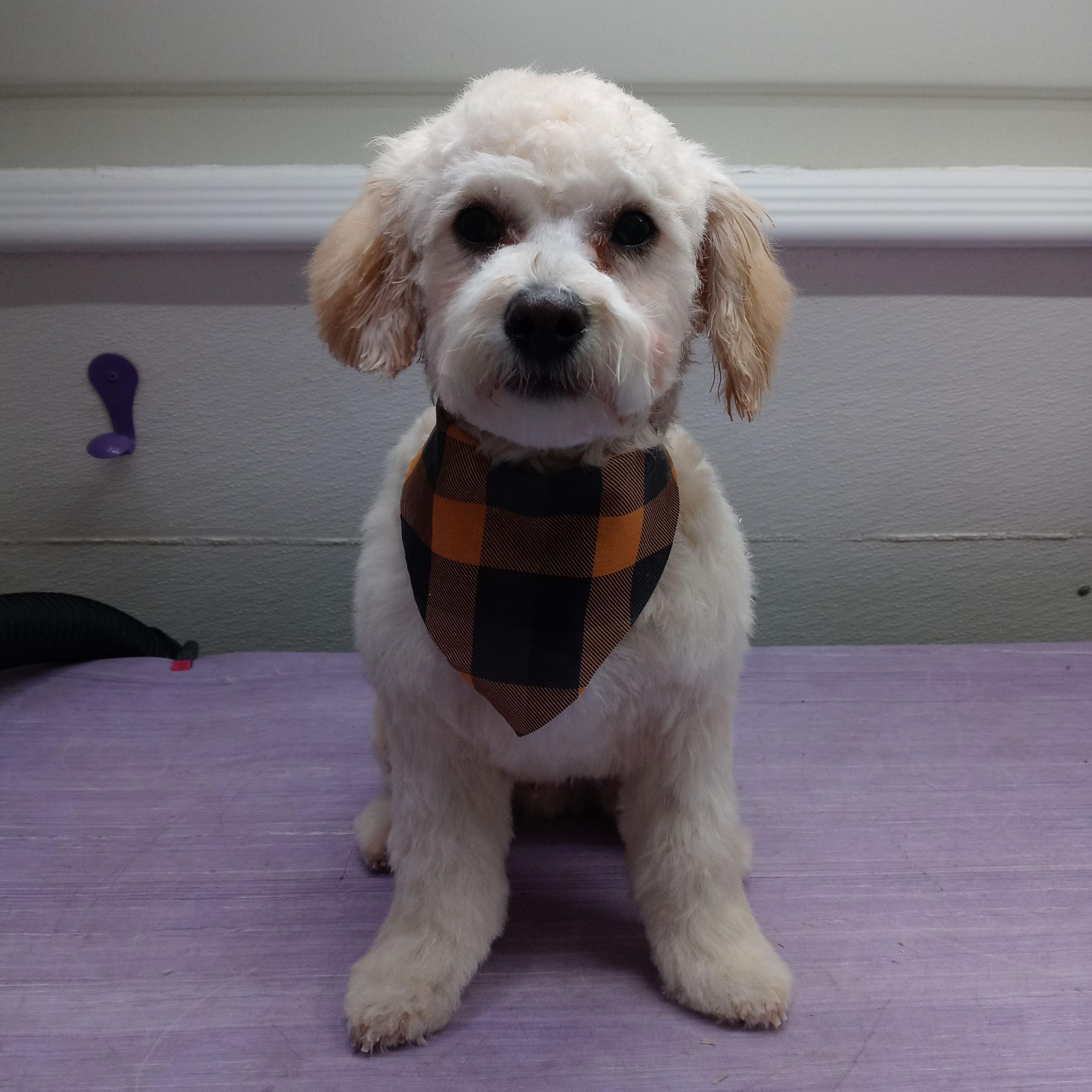 Cheyenne&rsquo;s Mobile Pet Grooming