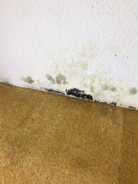 Mold on drywall