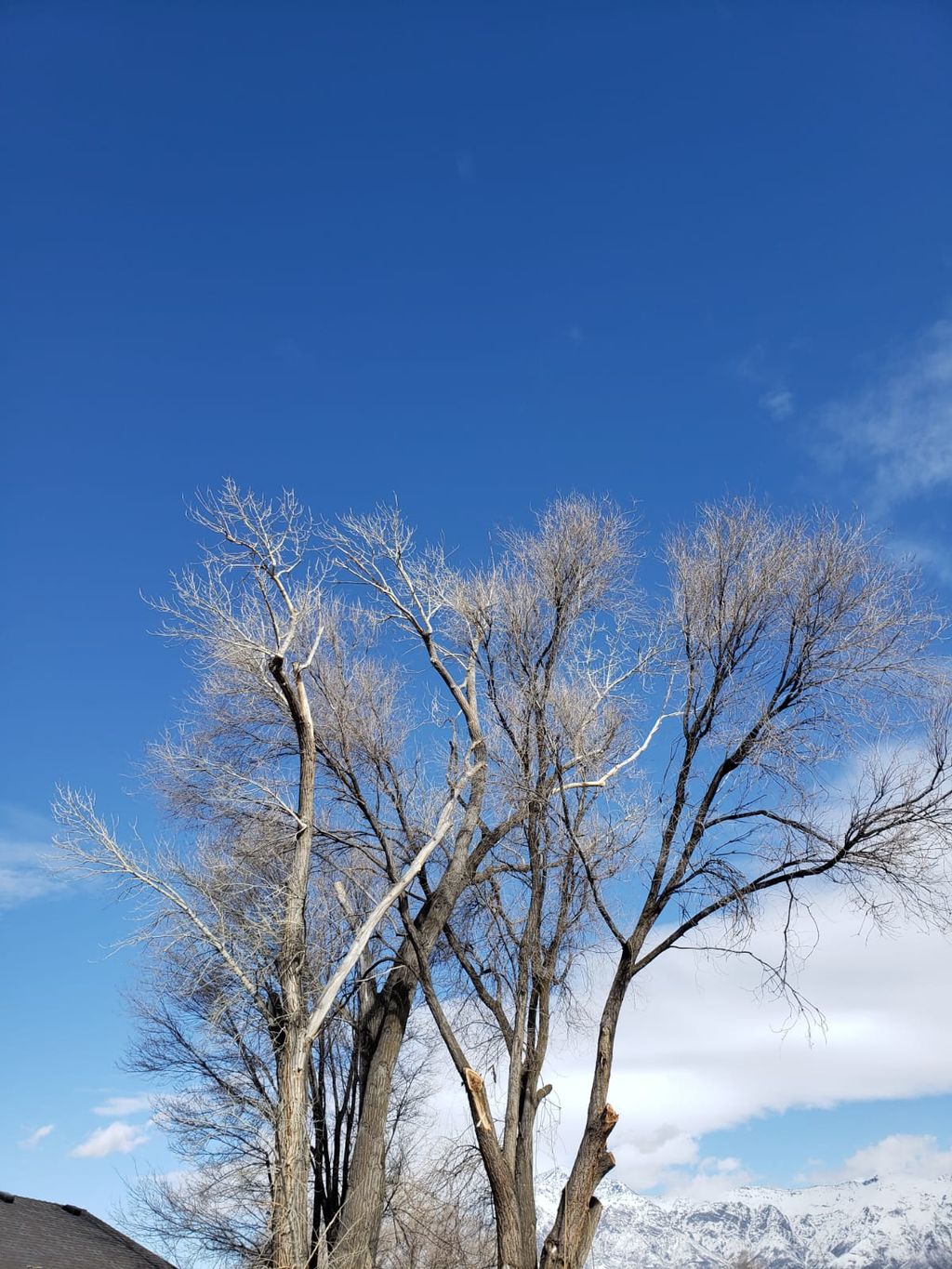 Tree Trimming and Removal