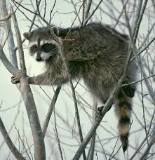 Tech found Racoon while working 