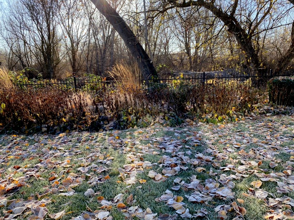 Before fall clean up 