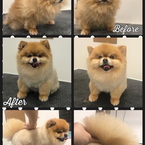 Tiffanie is a very talented groomer and our pup Pe