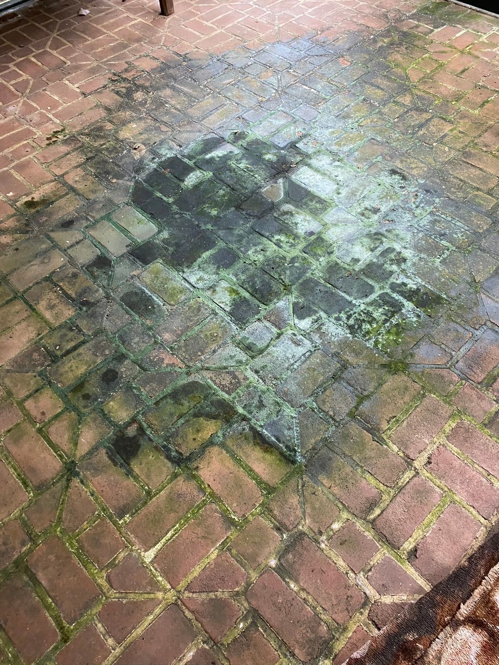 Black Mold