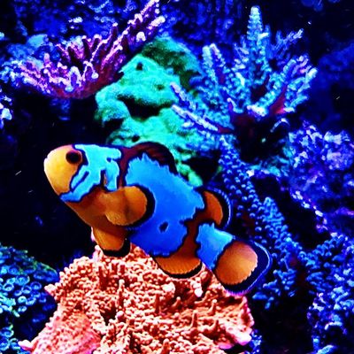 Avatar for CRS Aquarium Maintenance