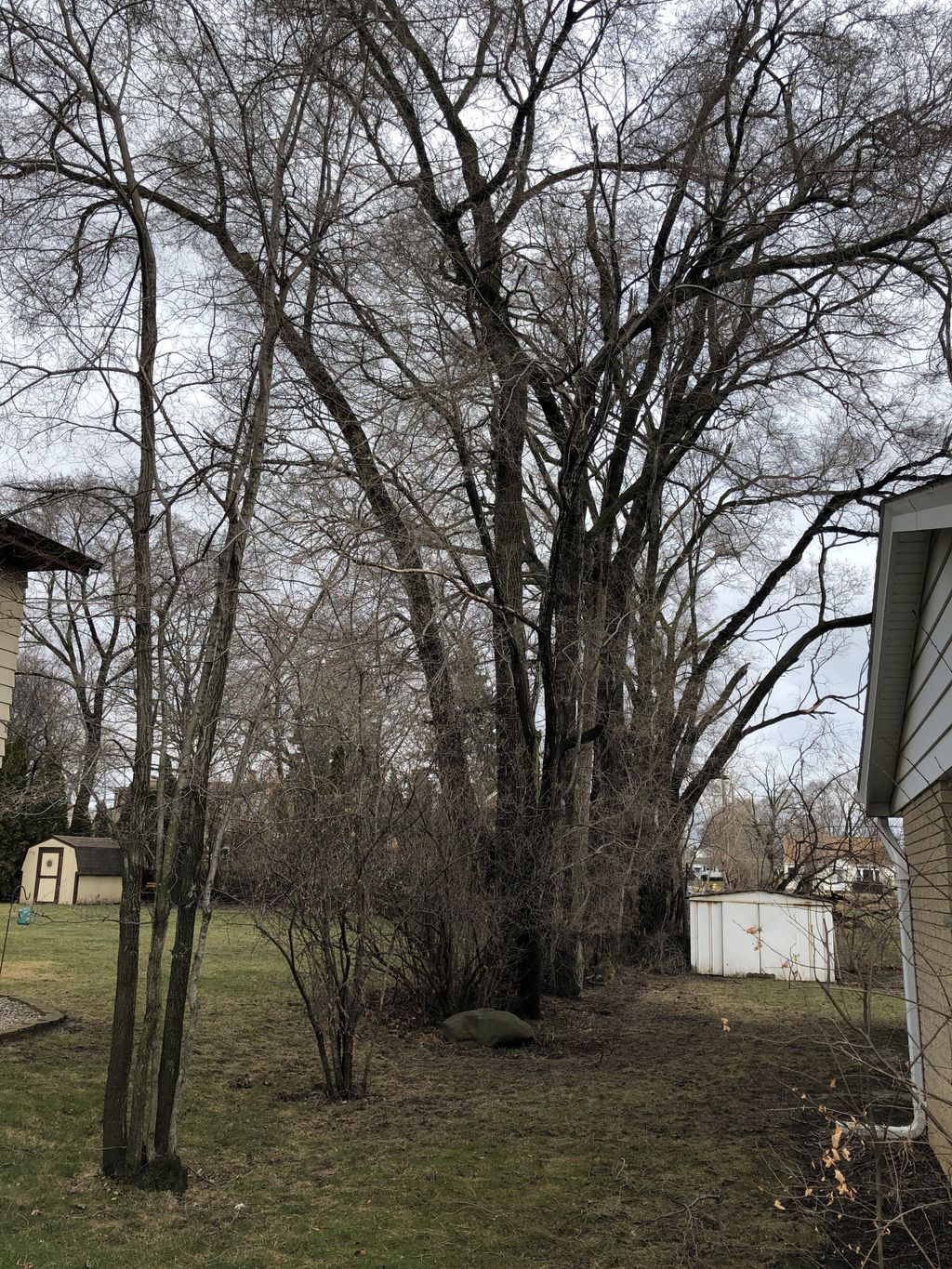 Tree Trimming and Removal