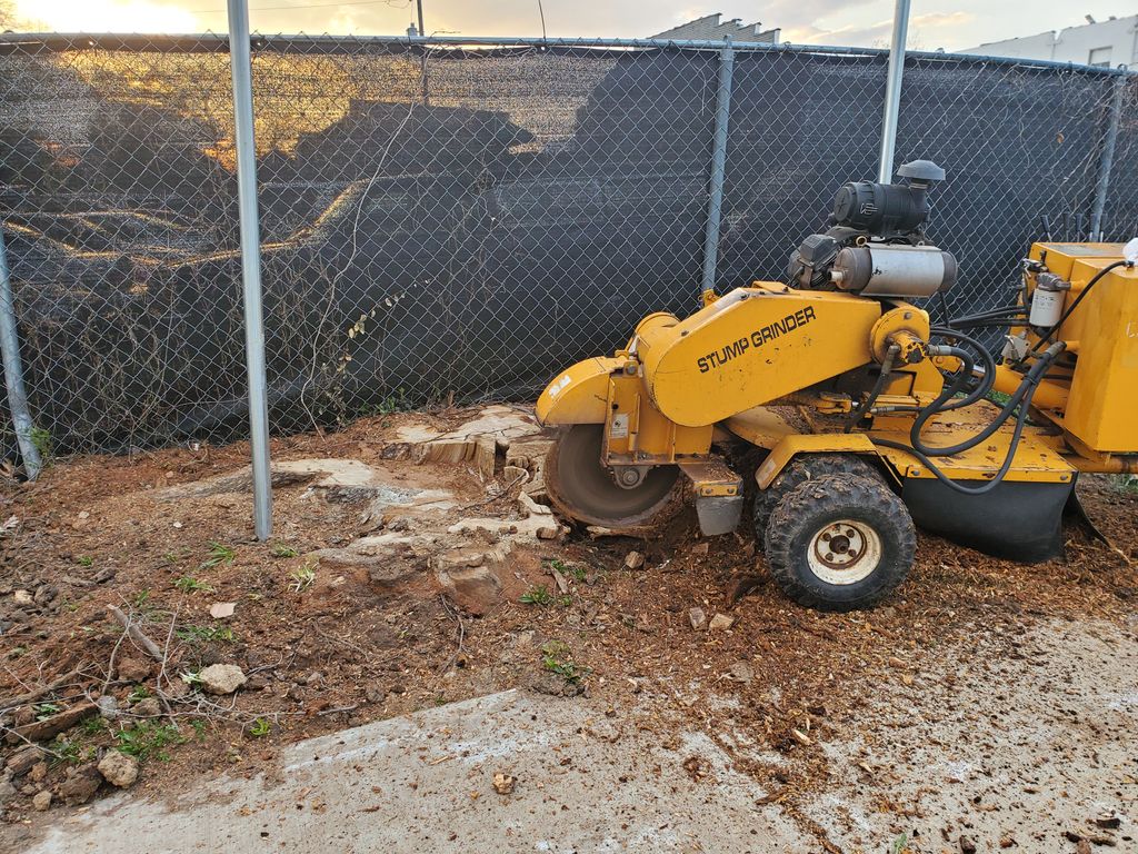 Tree Stump Grinding and Removal