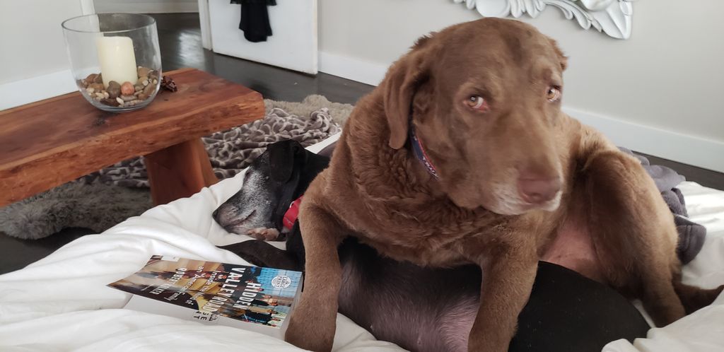 Buddy and Cashew are best friends!