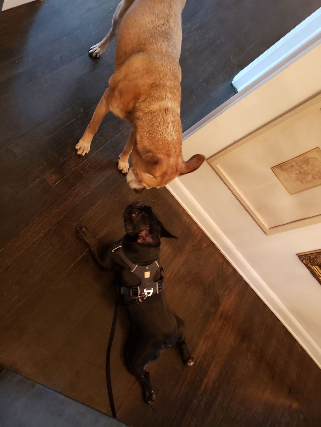 Making a new friend