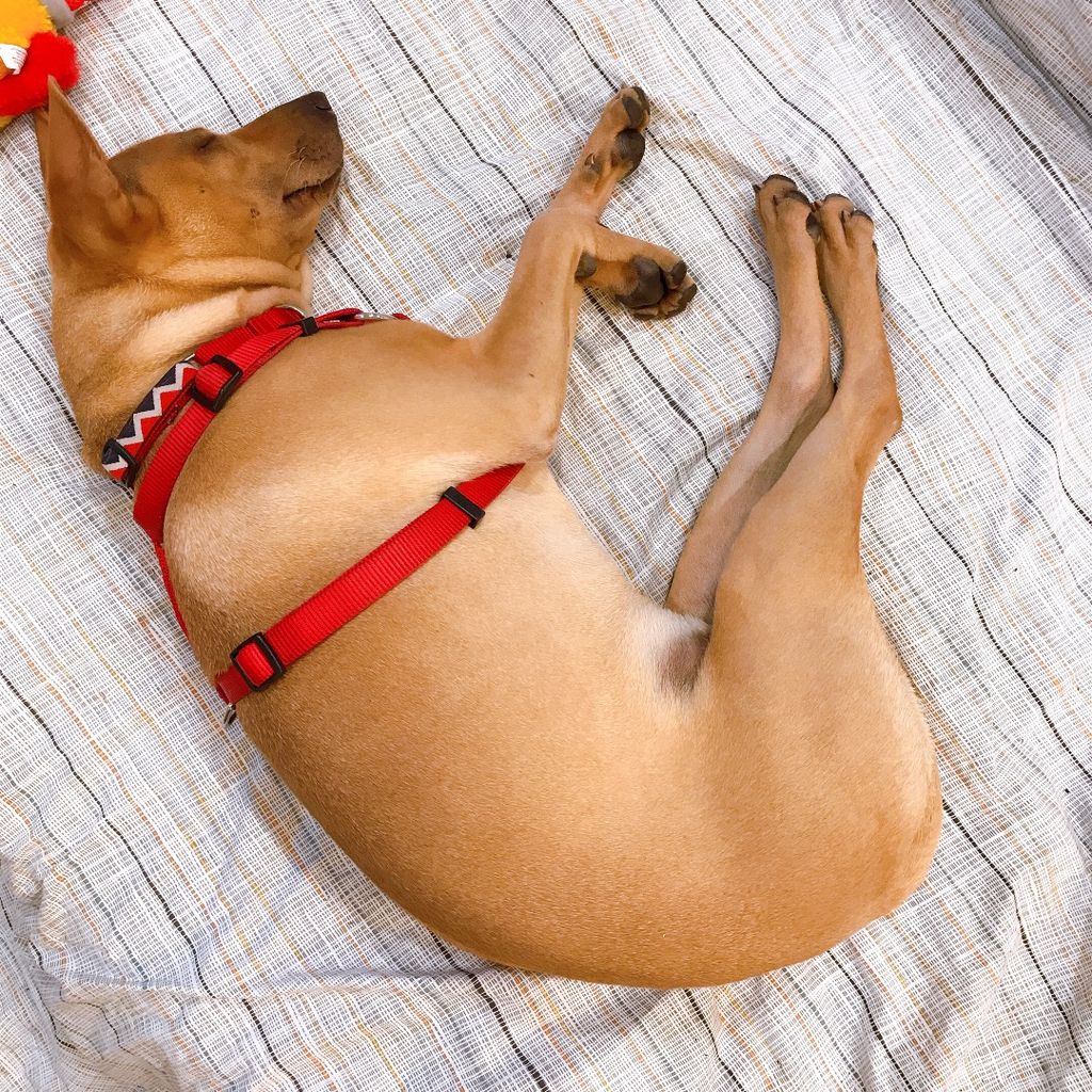 Ada 😴 