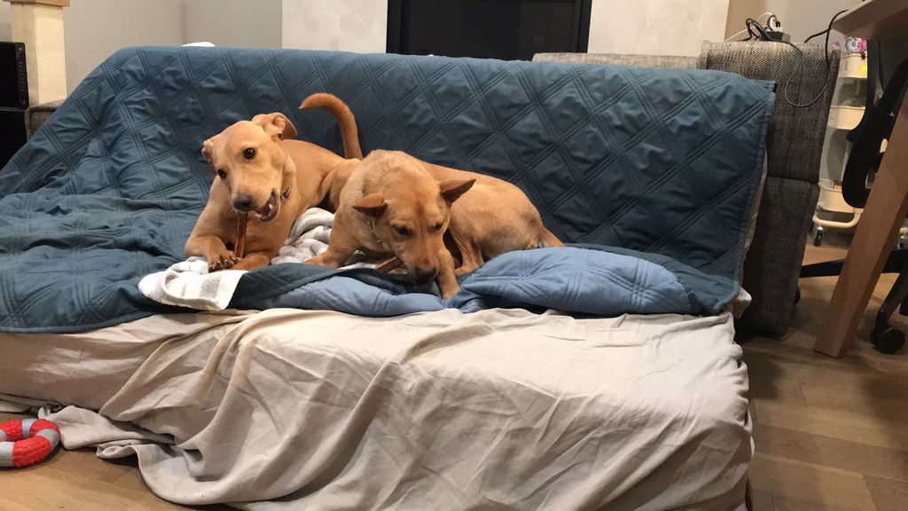 Treats time