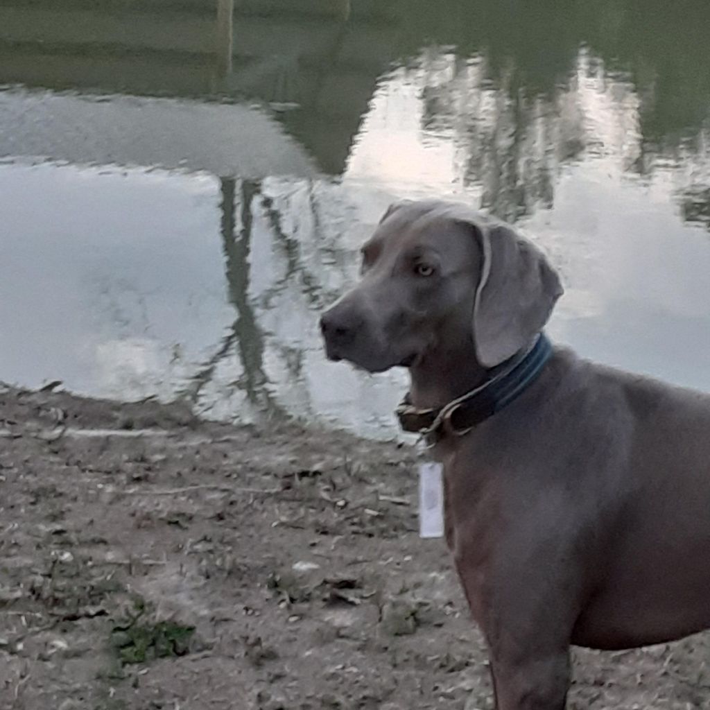 Posh Pets Wag Town