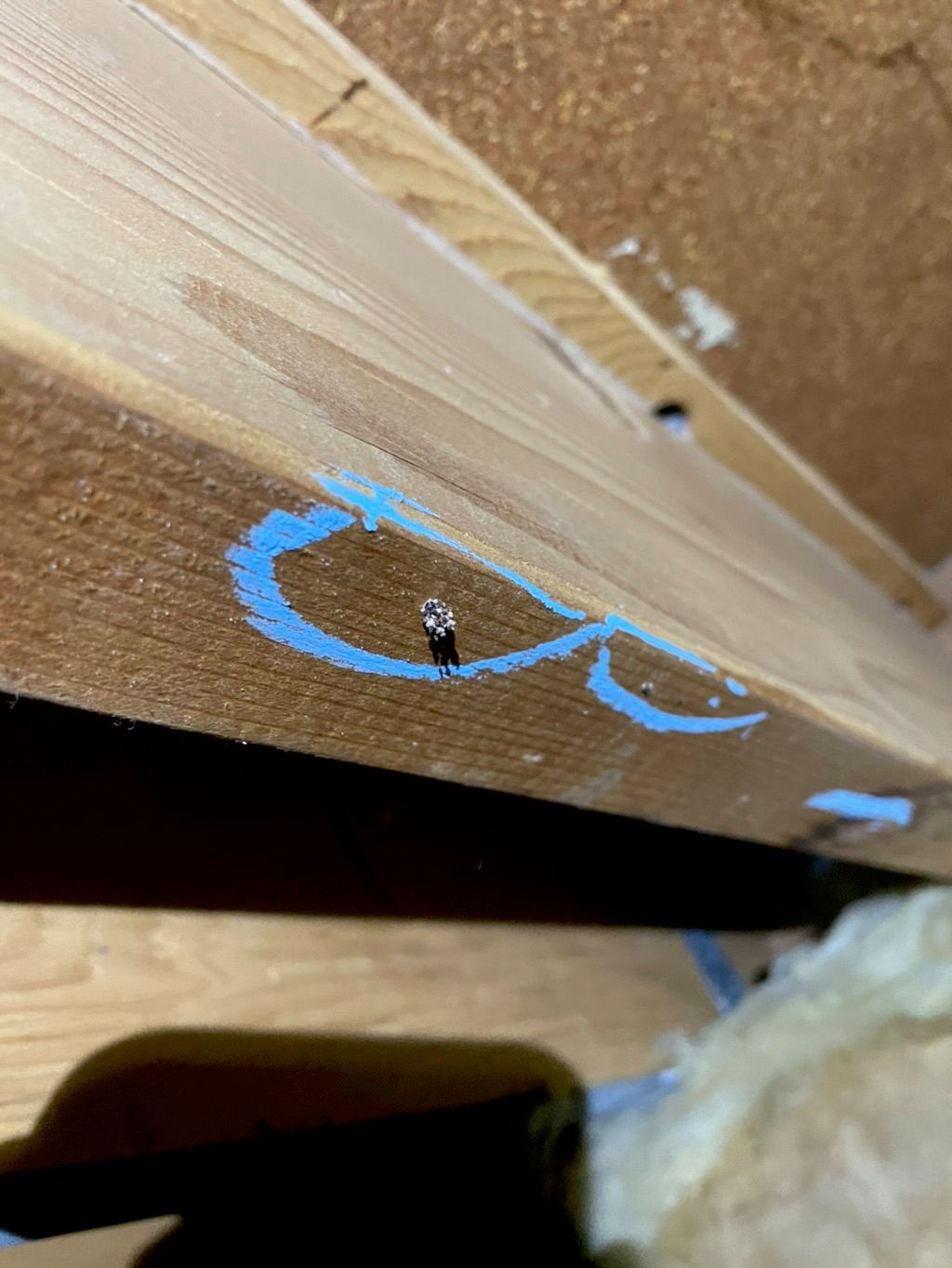 Drywood termite kick out in the attic in a rafter 