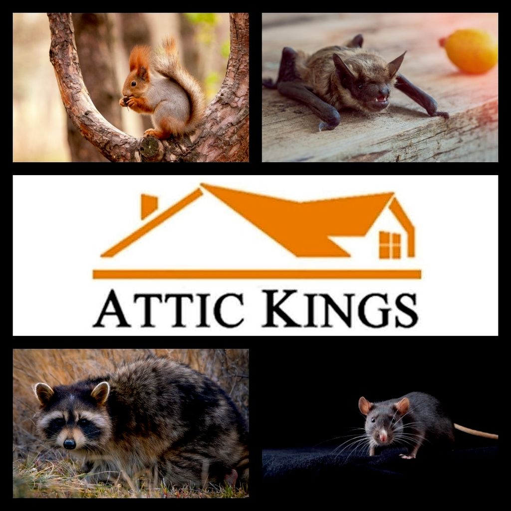 Attic Kings Inc(Animal Removal & Exclusion) - Norcross, GA