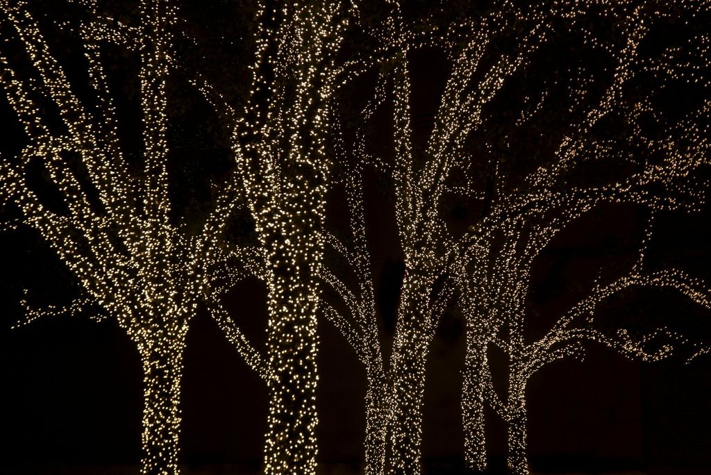 Wrapped Trees Holiday Spirit!