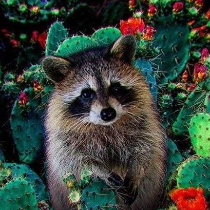 Cactus Pest LLC