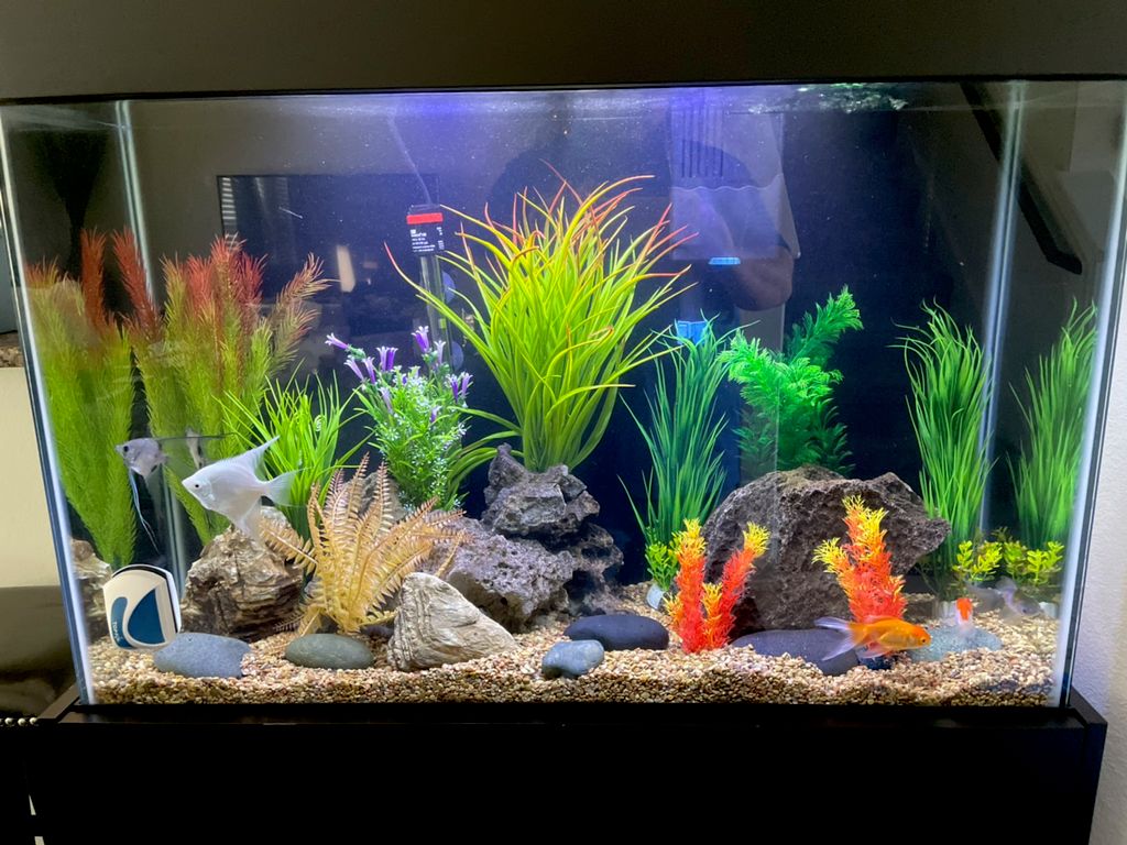 The 10 Best Fish Tank Cleaning Services in Houston, TX 2022