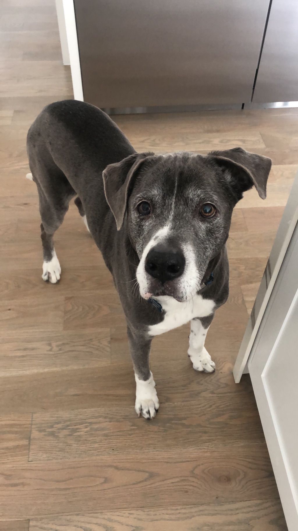 “Did I hear you say treat?” 🦴