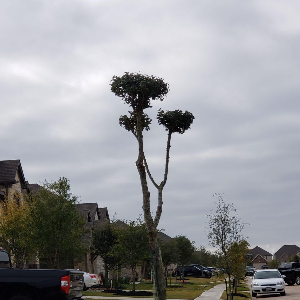 King tree service