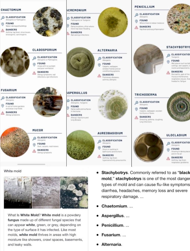 Projects and media