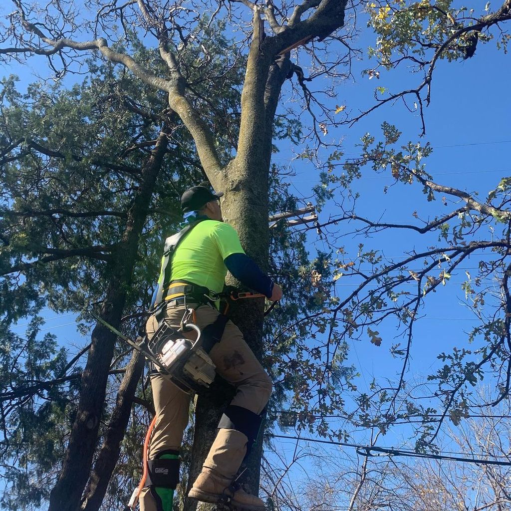 Tree Trimming