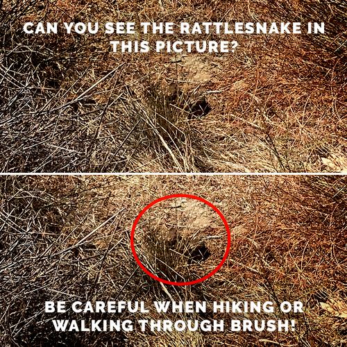 Snake easily concealed in brush