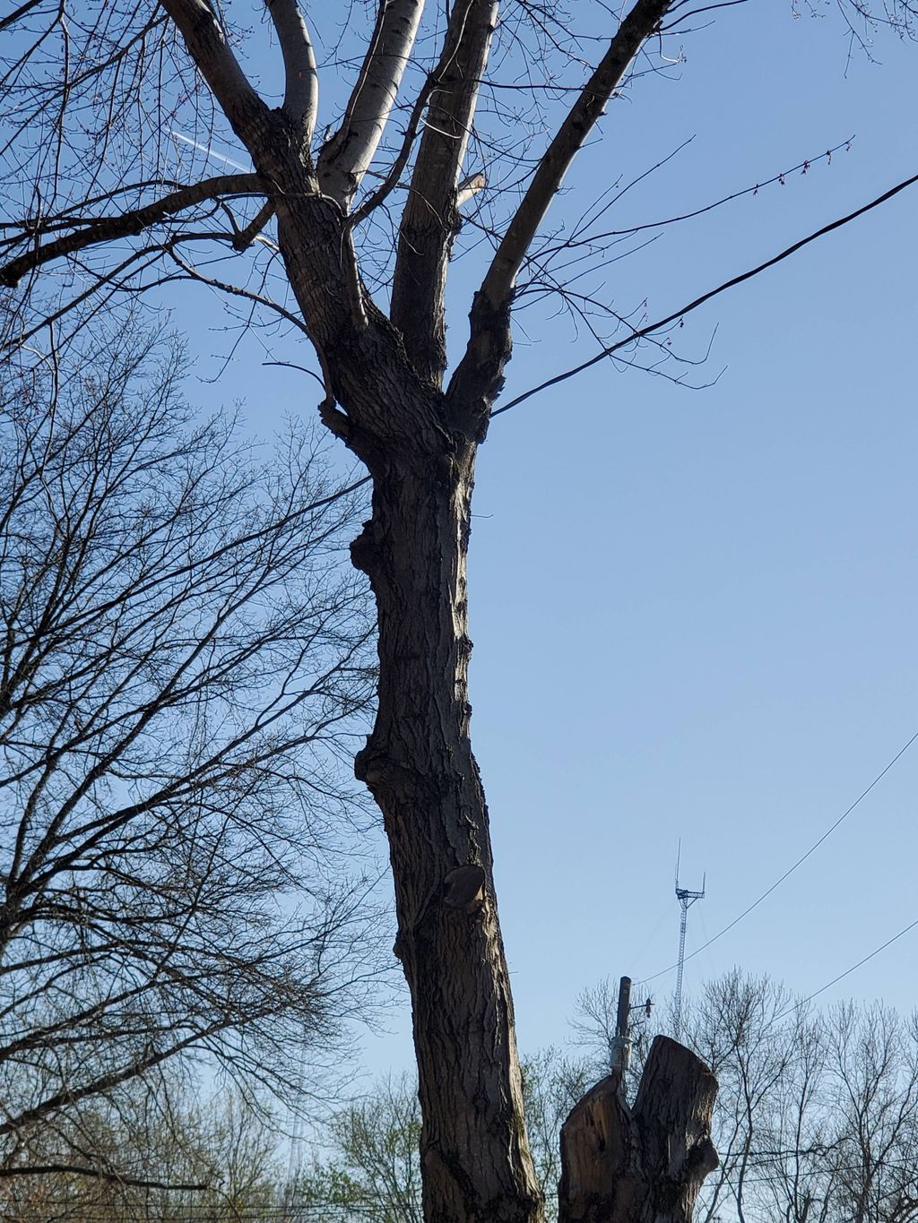 Before (Tree Trimmin)