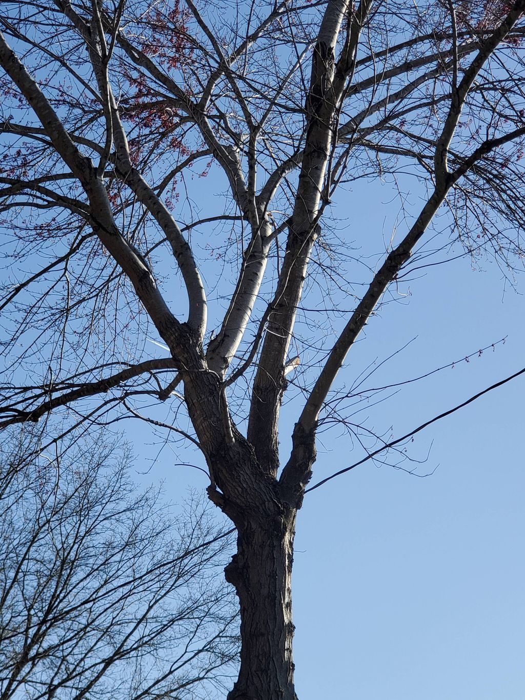 Before (Tree Trimming)