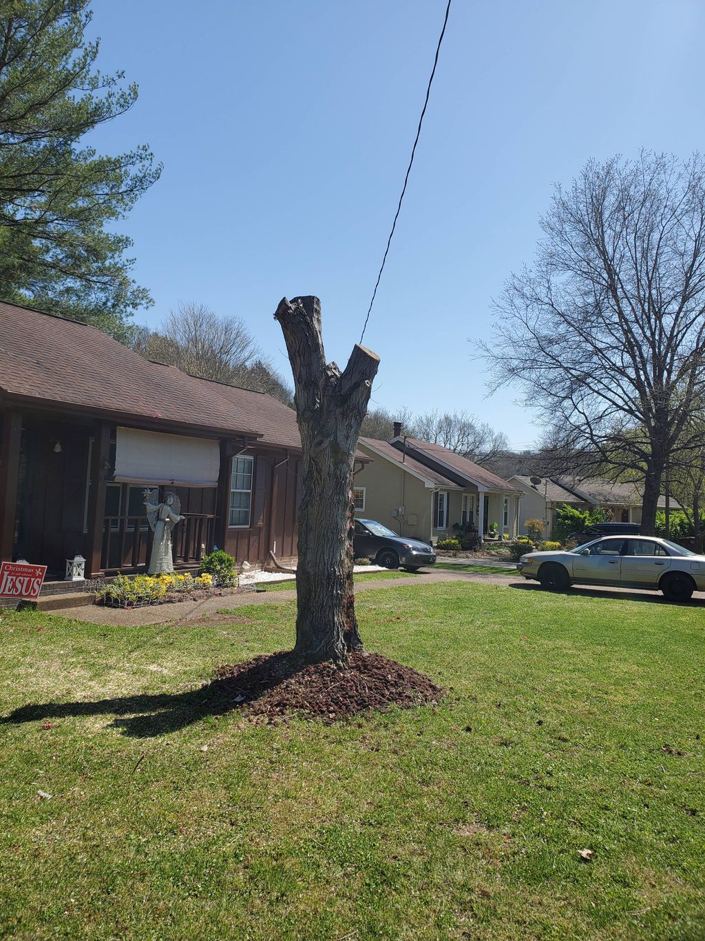 After( Tree Trimming)