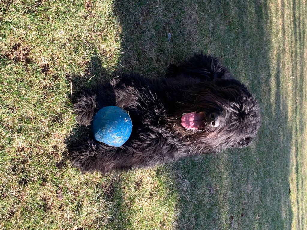 Steve has been involved in training my Bouvier des