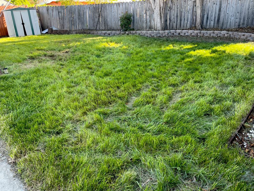 Our lawn was a complete mess and Perez Gallegos La