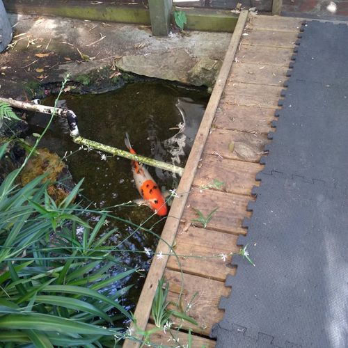 My irrigation system which feeds my Koi pond would